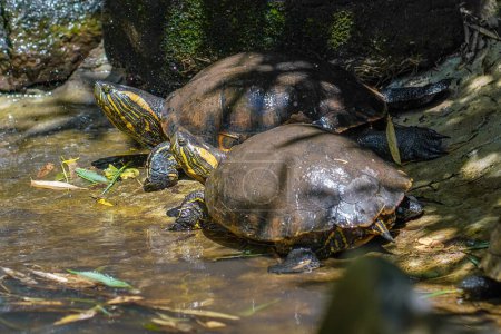 Photo for Black-bellied Sliders (Trachemys dorbigni) - Water Turtle - Royalty Free Image