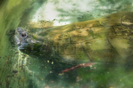 Téléchargez les photos : Tortue serpentine (Chelydra serpentina)) - en image libre de droit