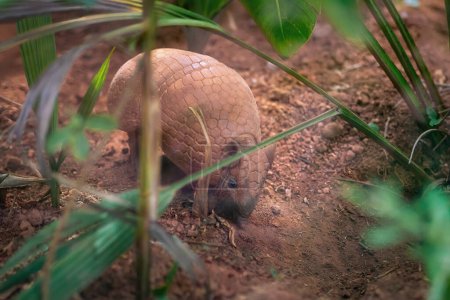 Photo for Brazilian Three-banded Armadillo (Tolypeutes tricinctus) - Royalty Free Image