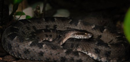 Téléchargez les photos : Lancehead de Neuwied (Bothrops neuwiedi) - Serpent vipère - en image libre de droit