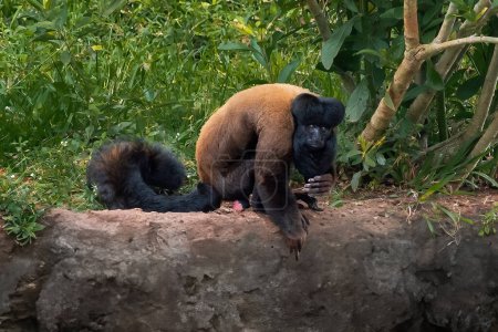 Mono de Saki barbudo marrón rojizo (Chiropotes sagulatus)