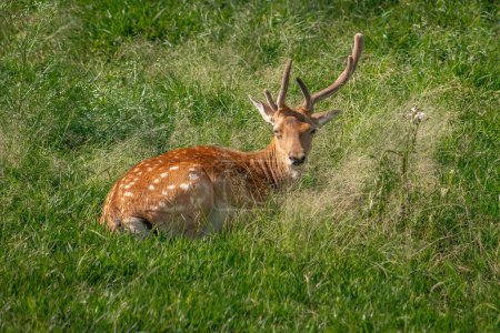 Photo for European Fallow Deer with Velvet Antlers (Dama dama) - Royalty Free Image