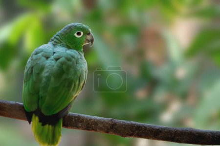 Photo for Southern Mealy Amazon Parrot (Amazona farinosa) - Royalty Free Image