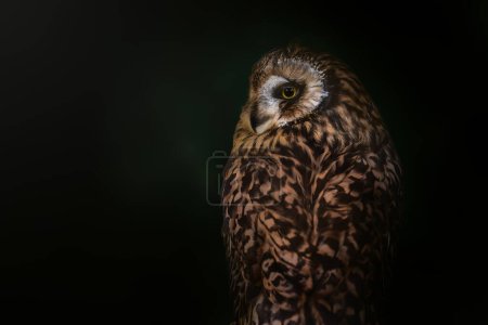 Photo for Short-eared Owl (Asio flammeus) - nocturnal bird - Royalty Free Image