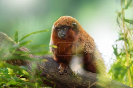 Photo for Coppery Titi Monkey (Plecturocebus cupreus) - Royalty Free Image