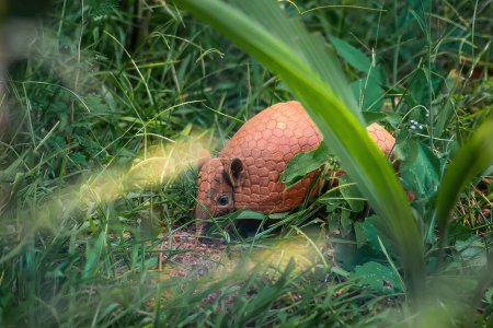 Photo for Brazilian Three-banded Armadillo (Tolypeutes tricinctus) - Royalty Free Image