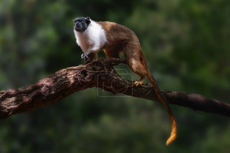 Foto de Mono de Tamarin (Saguinus bicolor) - Imagen libre de derechos