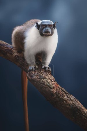 Foto de Mono de Tamarin (Saguinus bicolor) - Imagen libre de derechos