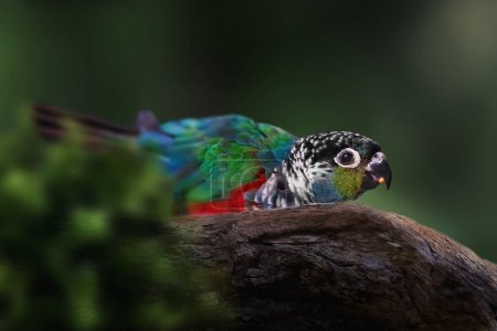 Photo for Crimson-bellied Parakeet bird (Pyrrhura perlata) - Royalty Free Image