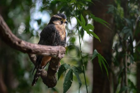 Foto de Aplomado Falcon (Falco femoralis) - ave rapaz - Imagen libre de derechos