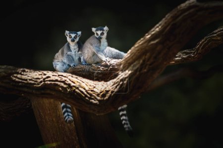 Téléchargez les photos : Lémurien à queue cerclée (Lemur catta) - Madagascar Primat - en image libre de droit