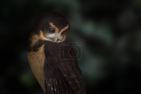 Photo for Tawny-browed Owl (Pulsatrix koeniswaldiana) bird - Royalty Free Image