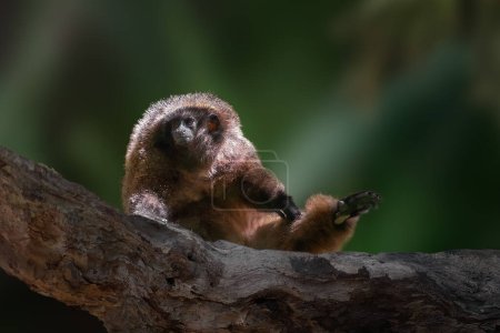 Photo for Black-fronted Titi Monkey (Callicebus nigrifrons) - Royalty Free Image