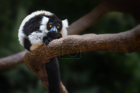 Téléchargez les photos : Lémurien huppé (Varecia variegata) - Madagascar Primat - en image libre de droit
