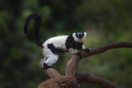 Photo for Black-and-white Ruffed Lemur (Varecia variegata) - Madagascar Primate - Royalty Free Image
