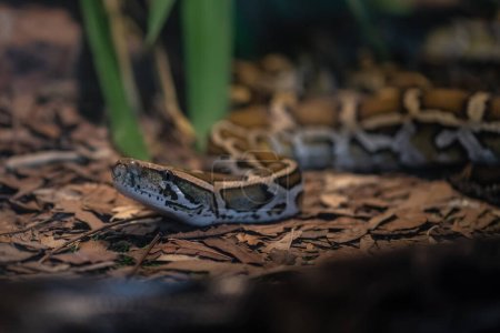 Foto de Serpiente pitón birmana (Python bivittatus) - Imagen libre de derechos