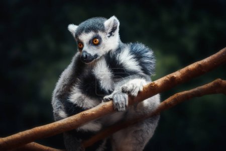 Photo for Ring-tailed Lemur (Lemur catta) - Madagascar Primate - Royalty Free Image