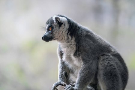 Téléchargez les photos : Lémurien à queue cerclée (Lemur catta) - Madagascar Primat - en image libre de droit