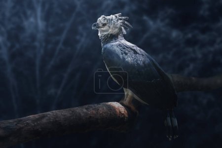 Photo for Harpy Eagle (Harpia harpyja) on a blue background - Royalty Free Image