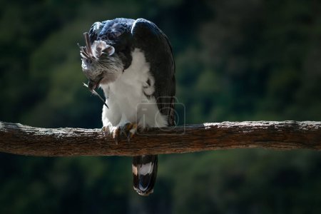 Photo for Harpy Eagle (Harpia harpyja) with a feather on its beak - Royalty Free Image
