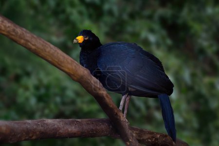 Photo for Black Curassow bird (Crax alector) - Royalty Free Image