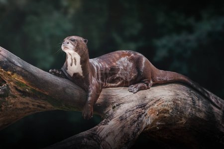 Photo for Giant River Otter (Pteronura brasiliensis) - Royalty Free Image