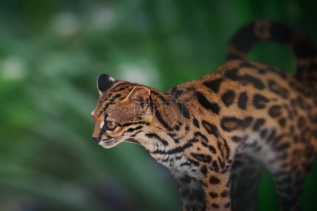 Margay (Leopardus wiedii) - Mittel- und Südamerika Wildkatze
