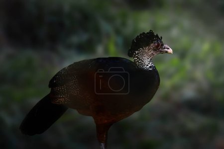 Photo for Female Great Curassow (Crax Rubra) - Royalty Free Image