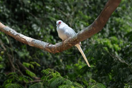 Photo for Diamond Dove bird (Geopelia cuneata) - Royalty Free Image