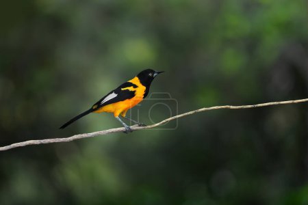 Téléchargez les photos : Campo Oiseau trouble (Icterus jamacaii)) - en image libre de droit