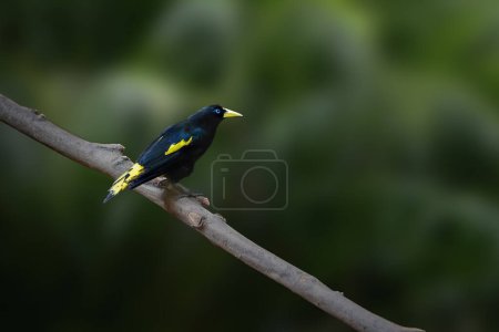 Yellow-Rumped Cacique bird (Cacicus cela)