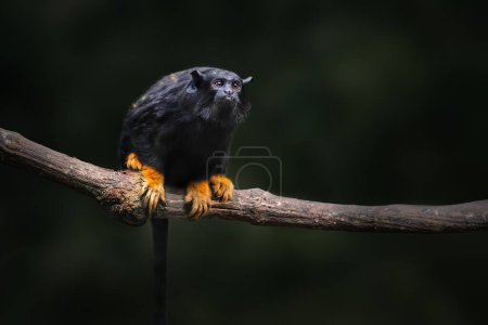 Foto de Mono de Tamarin (Saguinus midas) - Imagen libre de derechos
