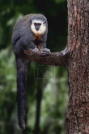 Photo for Vieira's Titi Monkey (Plecturocebus vieirai) - Royalty Free Image