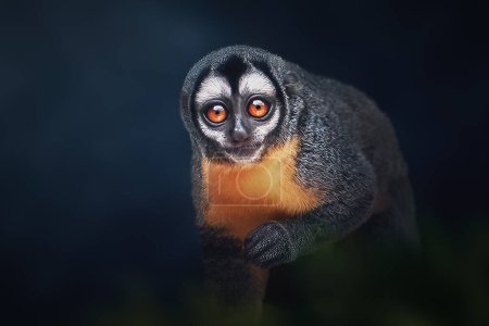 Photo for Three-striped Night Monkey (Aotus trivirgatus) or Northern Night Monkey - Royalty Free Image