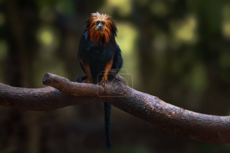 Golden-headed Lion Tamarin monkey (Leontopithecus chrysomelas)
