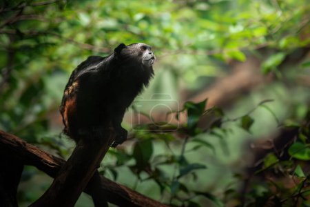 Photo for Weddell's Saddle-back Tamarin monkey (Leontocebus weddelli) - Royalty Free Image