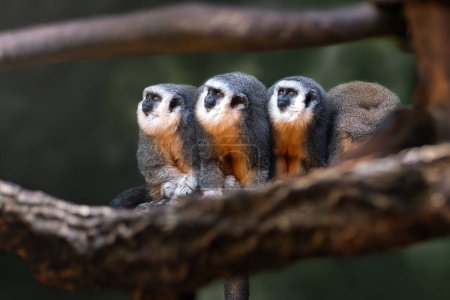 Photo for Three Vieira's Titi Monkeys (Plecturocebus vieirai) - Royalty Free Image
