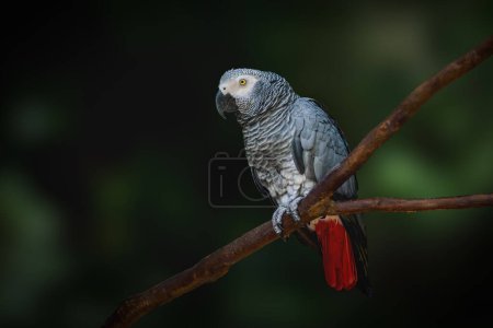 Téléchargez les photos : Perroquet gris (Psittacus erithacus) ou perroquet gris d'Afrique du Congo - en image libre de droit