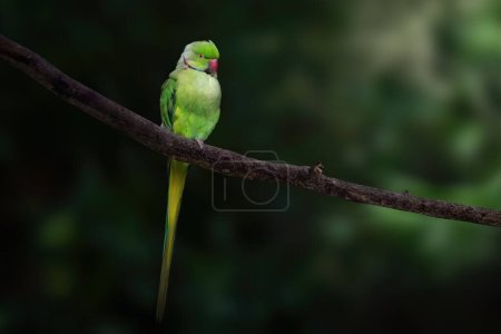 Photo for Male Ring Neck (Psittacula krameri) or Rose-ringed Parakeet - Royalty Free Image