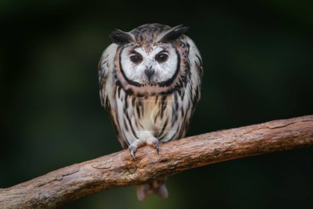 Photo for Striped Owl (Asio clamator) - Bird of Prey - Royalty Free Image