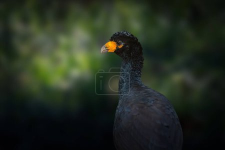 Photo for Black Curassow bird (Crax alector) - Royalty Free Image