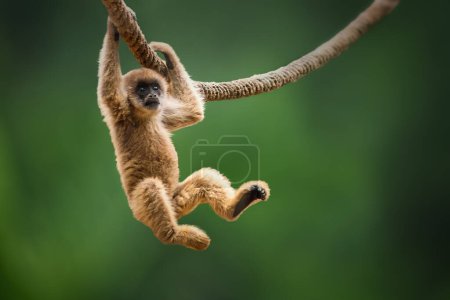 Photo for Baby Southern Muriqui monkey (Brachyteles arachnoides) - Royalty Free Image