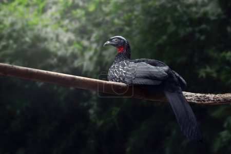 Weißbrauenvogel Guan (Penelope jacucaca))