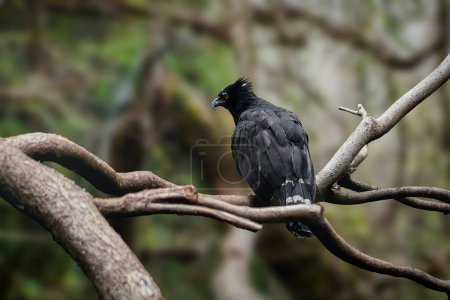 Photo for Black Hawk-eagle (Spizaetus tyrannus) - Royalty Free Image