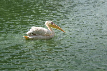 Great White Pelican (Pelecanus onocrotalus) Swimming