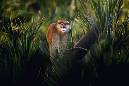 Patas Monkey (Erythrocebus patas) - Affe der Alten Welt