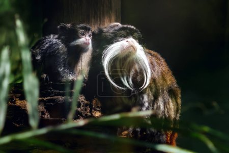 Photo for Emperor Tamarin and baby (Saguinus imperator) - Royalty Free Image
