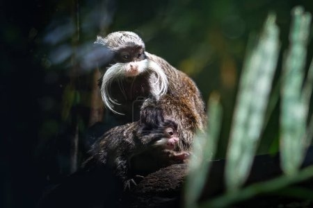 Photo for Emperor Tamarin and baby (Saguinus imperator) - Royalty Free Image