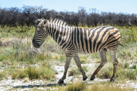 Burchell-Zebra (equus quagga burchellii))