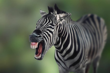 Photo for Burchell's Zebra (Equus quagga burchellii)laughing - Royalty Free Image